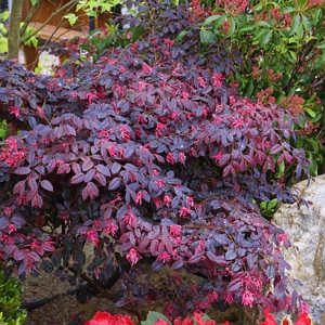 Loropetalum Southern Living Red Diamond